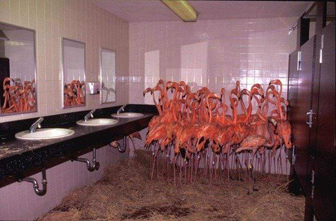 Flamingos huddle in the bathroom of Miami Metrozoo (later renamed Zoo Miami). Ron Magill along with the staff of then Miami Metrozoo) rounded up the flamingos and put them in the bathroom for safety against Hurricane Andrew in August 1992.