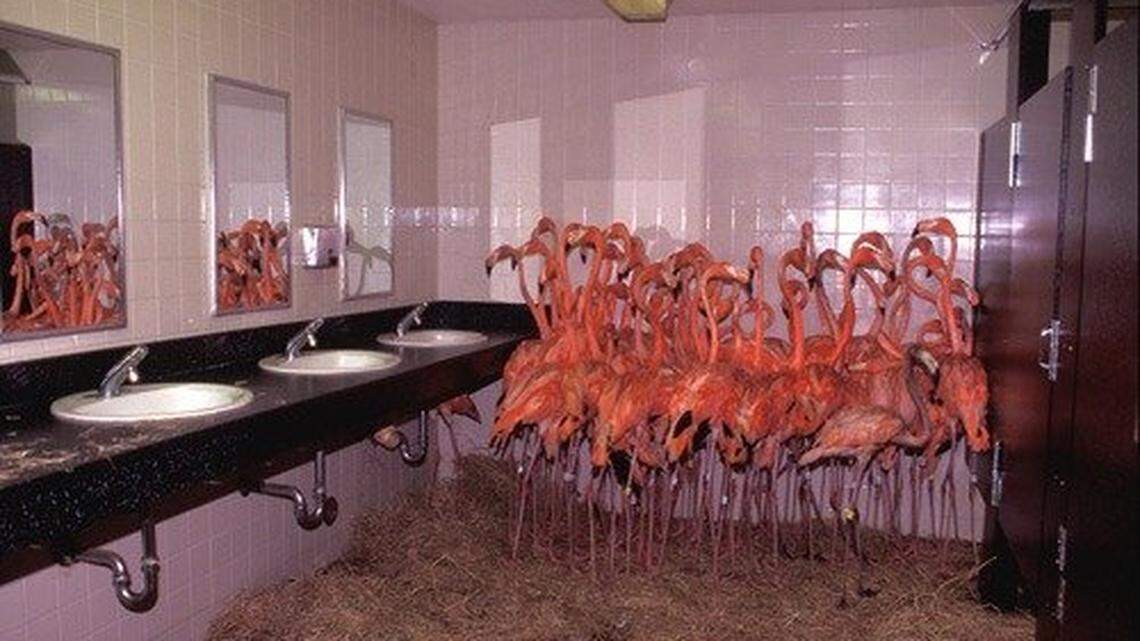 Flamingos huddling in the bathroom of Miami Metrozoo (later renamed Zoo Miami). Ron Magill along with the staff of then Miami Metrozoo) rounded up the flamingos and put them in the bathroom for safety against Hurricane Andrew in August 1992.