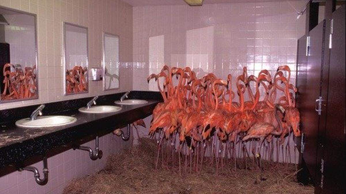 Flamingos huddling in the bathroom of Miami Metrozoo (later renamed Zoo Miami). Ron Magill along with the staff of then Miami Metrozoo) rounded up the flamingos and put them in the bathroom for safety against Hurricane Andrew in August 1992.