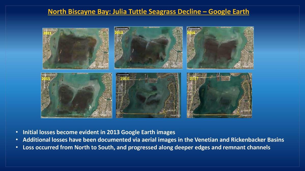 La contaminación persistente en la parte norte de la Bahía de Biscayne ha contribuido a una alarmante disminución de la cubierta de hierbas marinas. Estas imágenes de Google Earth de 2011, 2013, 2014, 2015, 2016 y 2017 muestran la reducción progresiva de las praderas en la cuenca Julia Tuttle.
