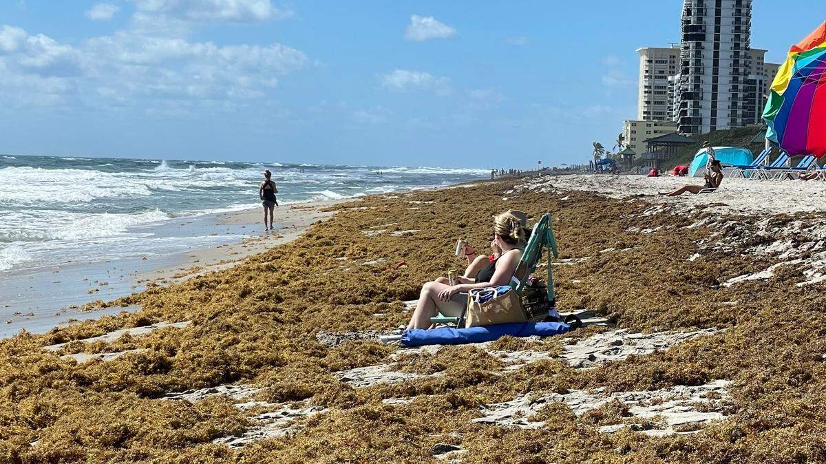 Beached sargassum surrounds a pair of sunbathers in Boca Raton on March 31, 2023.
