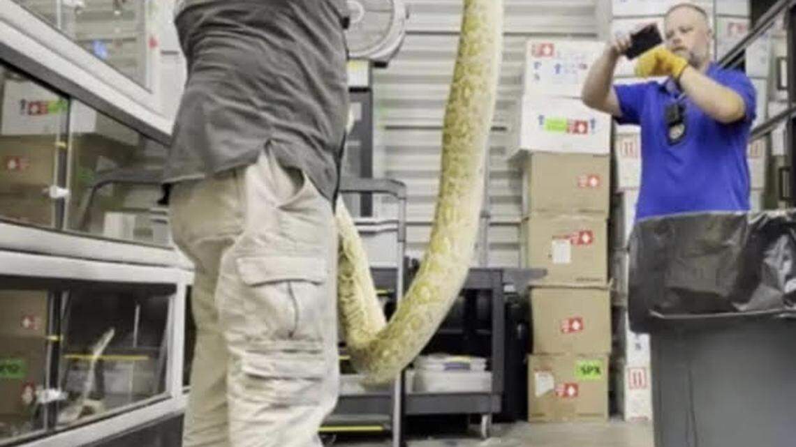 A Florida Fish and Wildlife Conservation Commission officer holds a dead python he just killed as another officer takes a photo Thursday, April 6, 2023.
