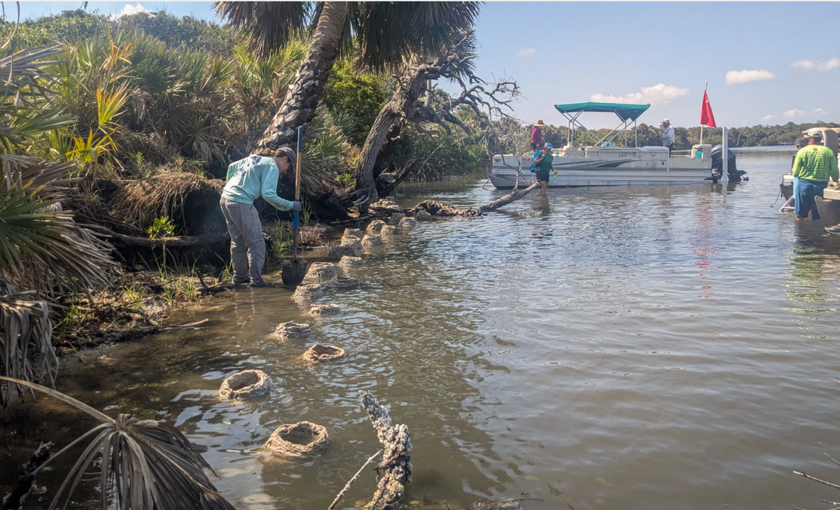 Cement jute wave breakers or “volcanoes” form part of a living shoreline in the Mosquito Lagoon. The gaps between the volcanoes allow for animals to move naturally between the water and shoreline, and also break down waves more effectively than would a flat wall reflecting the wave energy right back out, according to UCF’s Melinda Donnelly.