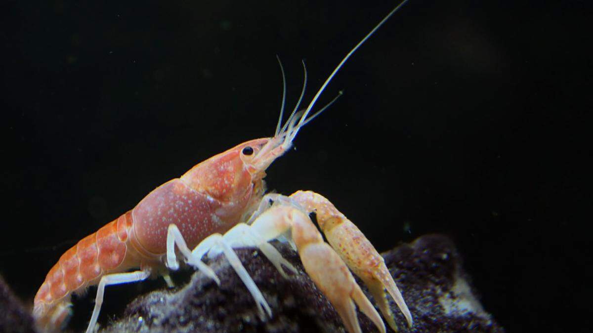 El Servicio de Peces y Vida Silvestre de EEUU incluirá al cangrejo de río de las cavernas de Miami en la lista de especies amenazadas de la Ley de Especies en Peligro de Extinción. La mayor amenaza para esta rara especie es el ascenso del nivel del mar.