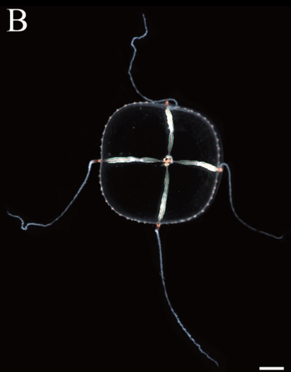 A cruciform shape can be seen from the top of the jellyfish.
