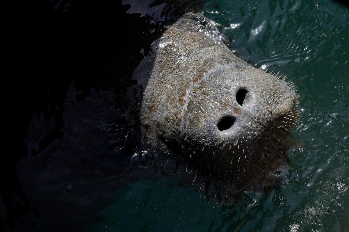 A manatee comes to the surface to take breath after it was spotted by manatee observers during the Miami International Boat Show at the Venetian Marina & Yacht Club in downtown Miami on Friday, Feb. 18, 2022.