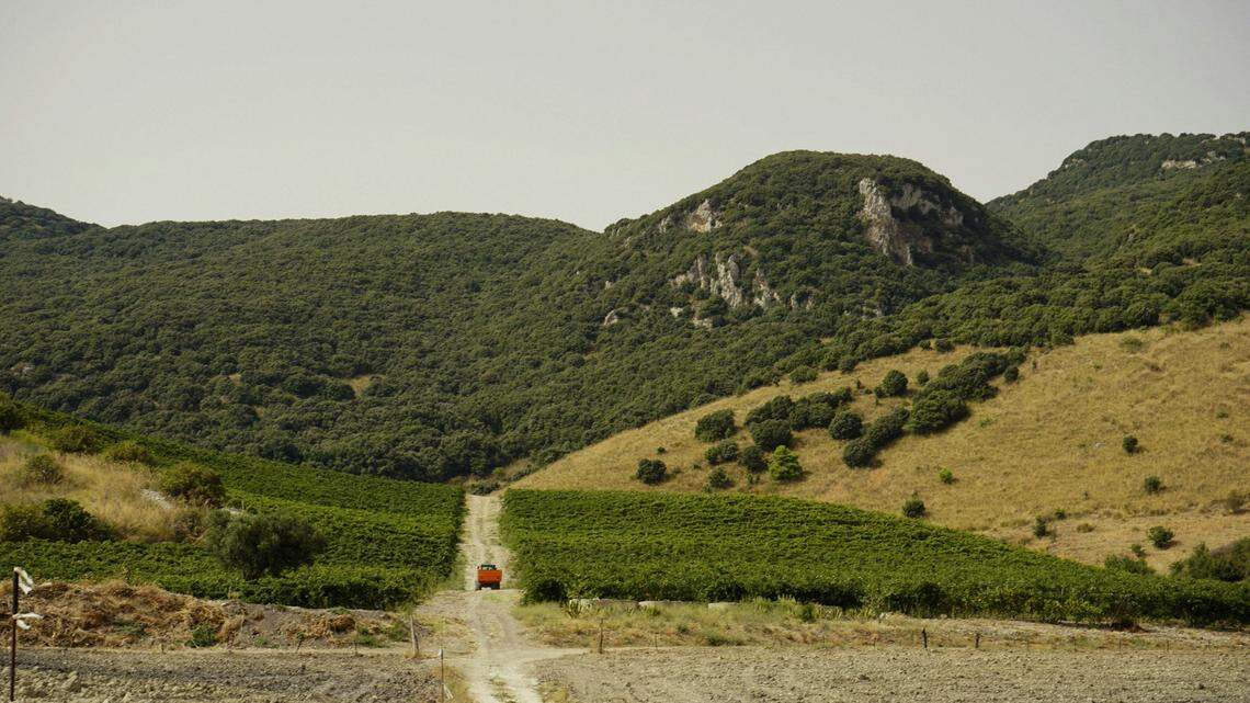 In the mountains of Sicily, Italy, a species was hidden in the meadows and rock crevices.