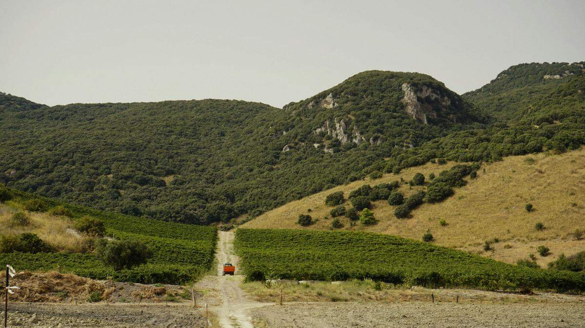 In the mountains of Sicily, Italy, a species was hidden in the meadows and rock crevices.