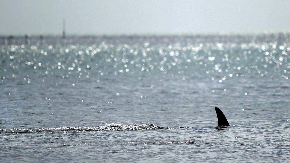 Shark