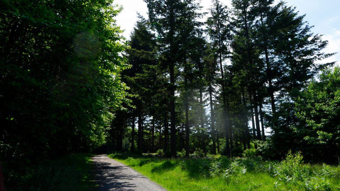 The “unusual” all-black sika deer was spotted near Kent in England, according to a social media post.