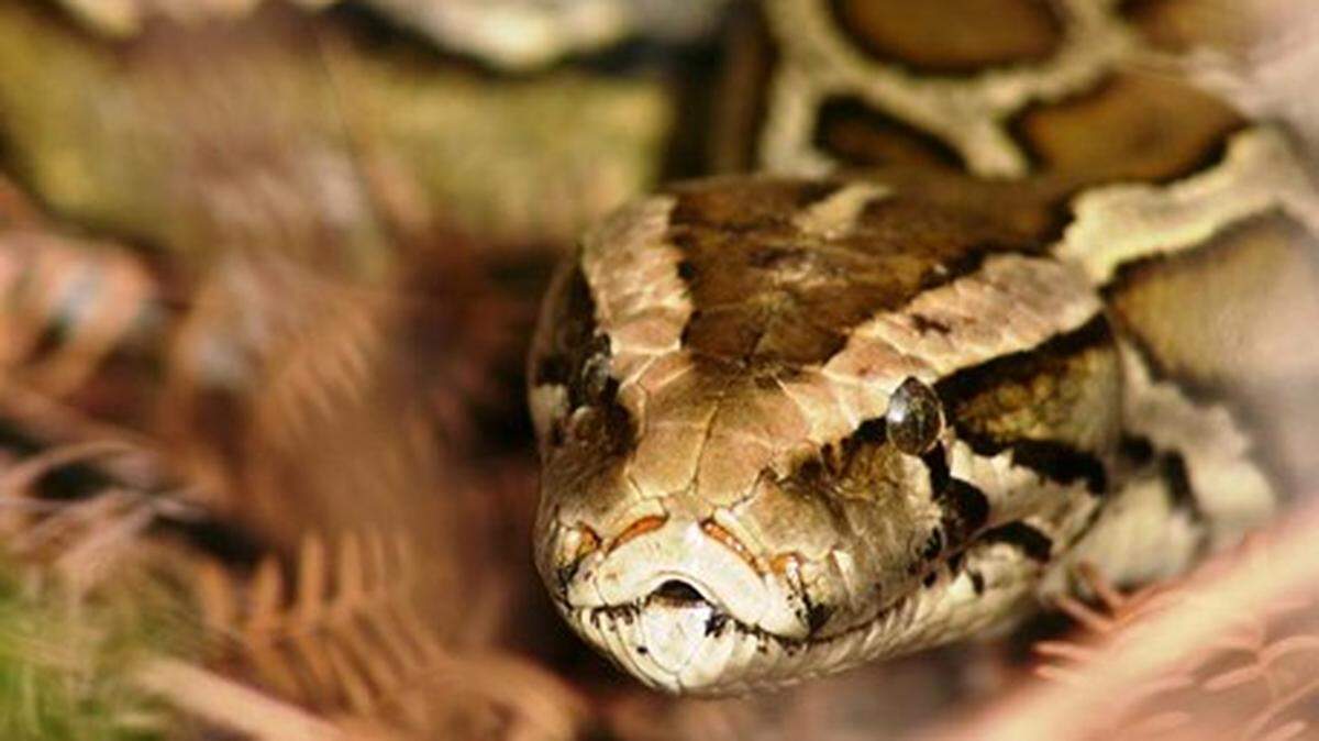 Burmese pythons are hunted and “humanely euthanized” in the Florida Everglades due to being an invasive species. They were introduced through the exotic pet trade, experts say.