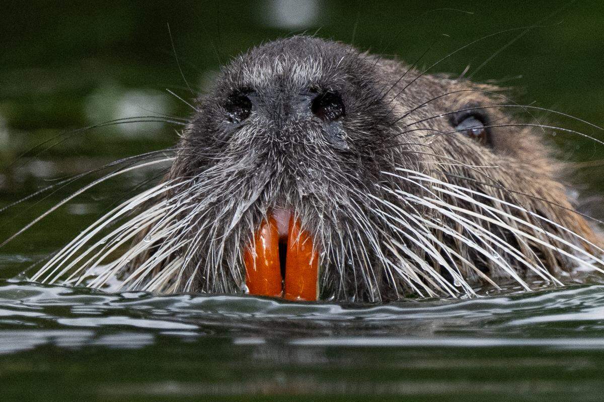 nutria swamp rat rodent