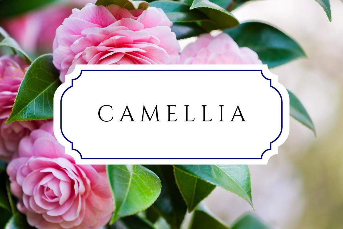botanical baby names camellia
