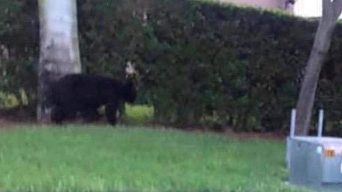 Patricia Fairclough, vice mayor of Homestead, said a resident in the Oasis subdivision took this photo of a black bear wandering through the neighborhood on the morning of July 4, 2019. Police are urging residents to keep their eyes out for the bear, and report any sightings to police.