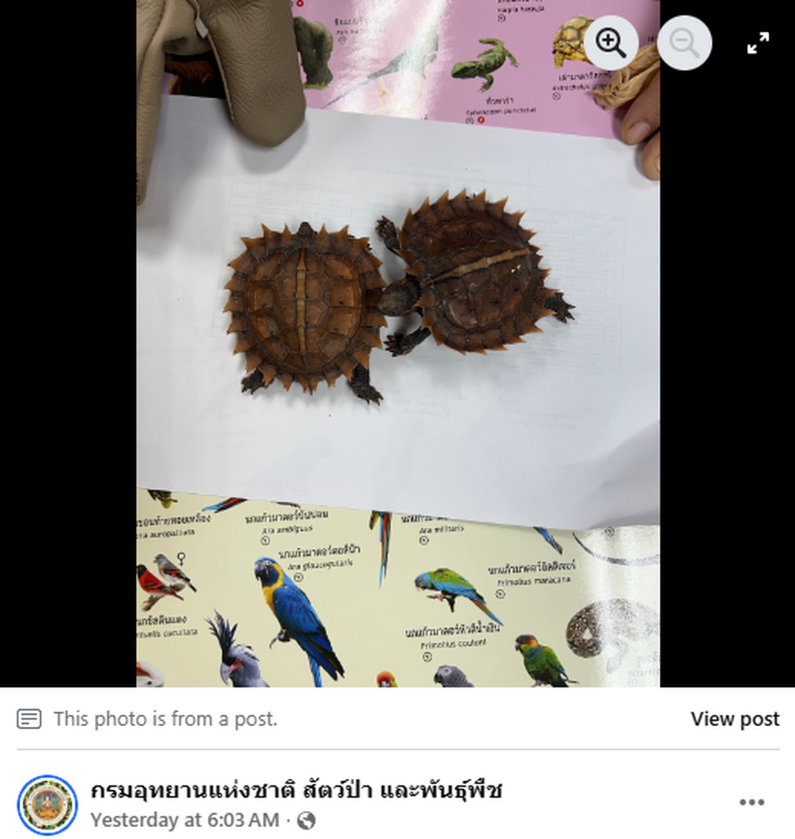 Spiny turtles were recovered from the man.