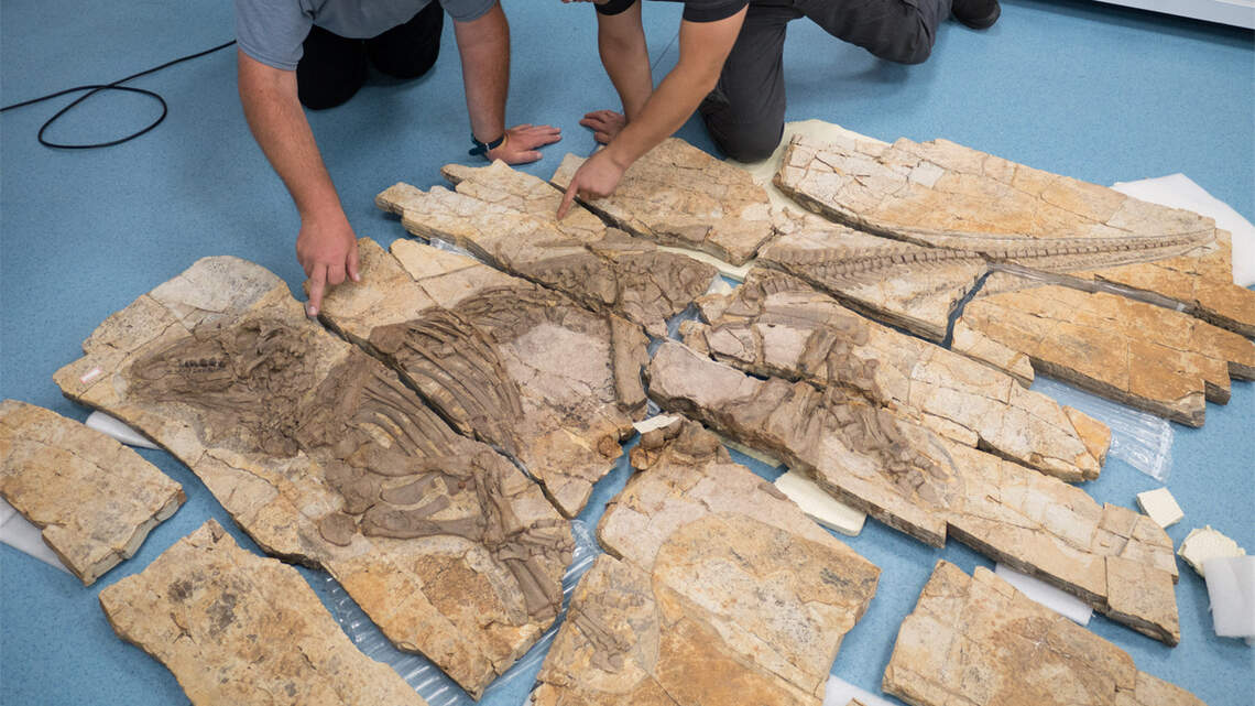 Scientists Discover New Dinosaur Species with Never-Before-Seen Spiny Skin