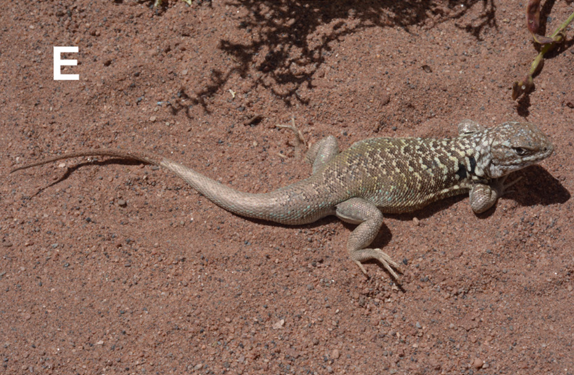 A Liolaemus kulinko, or Aguada Pichana iguana, laying on the sand.