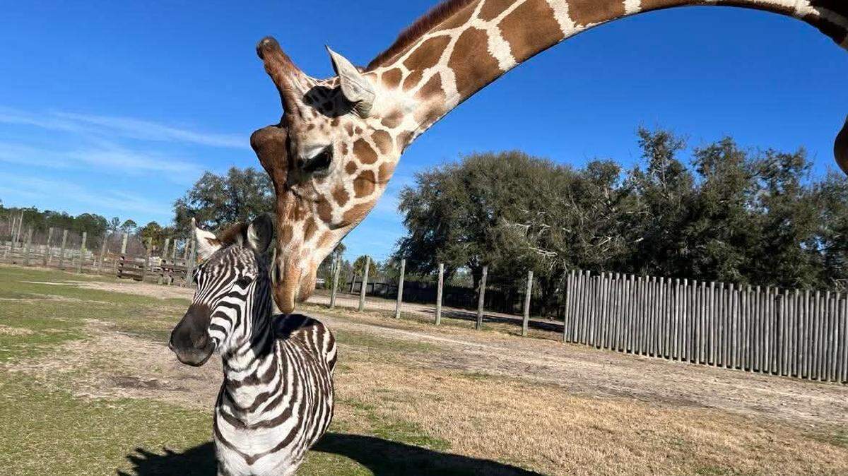 baby zebra giraffe bakari and kurtsie