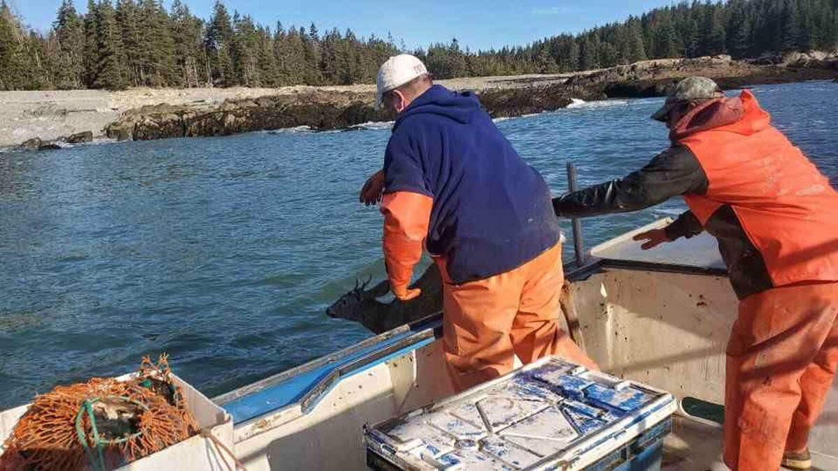 A lobster boat crew rescued a deer swimming 5 miles off the coast of Maine.