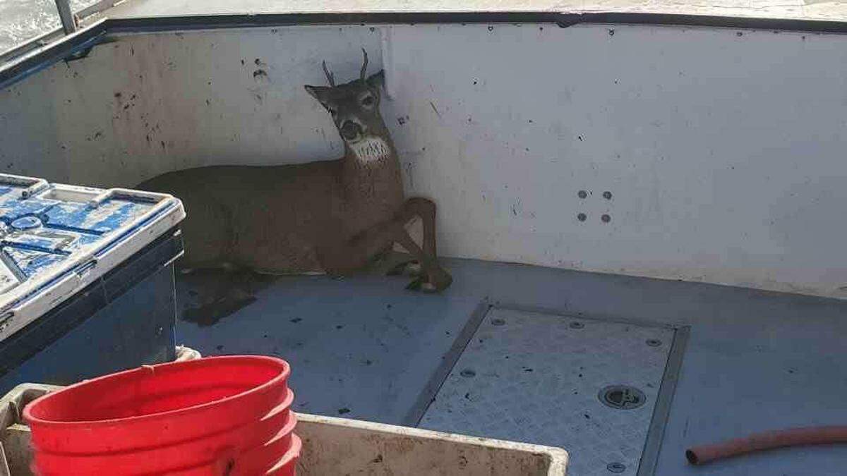 A lobster boat crew rescued a deer swimming 5 miles off the coast of Maine.