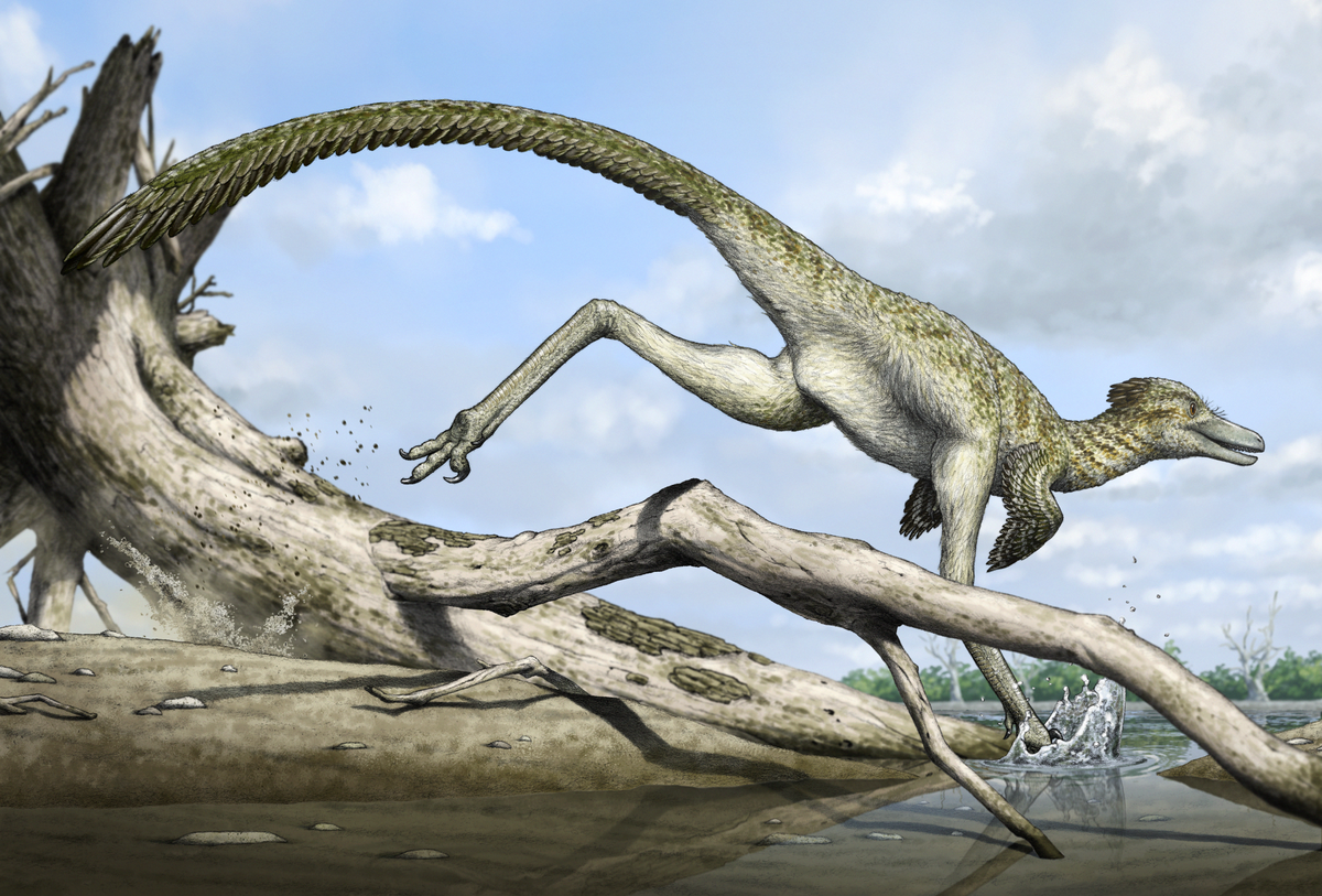 A reconstruction shows an almost bird-like dinosaur with slender back legs, perfect to hunting quick prey.