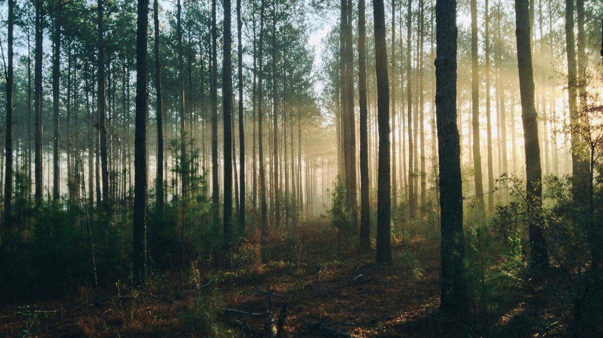 In a forest just north of Warsaw, a father-son metal detecting duo discovered a massive buried treasure.