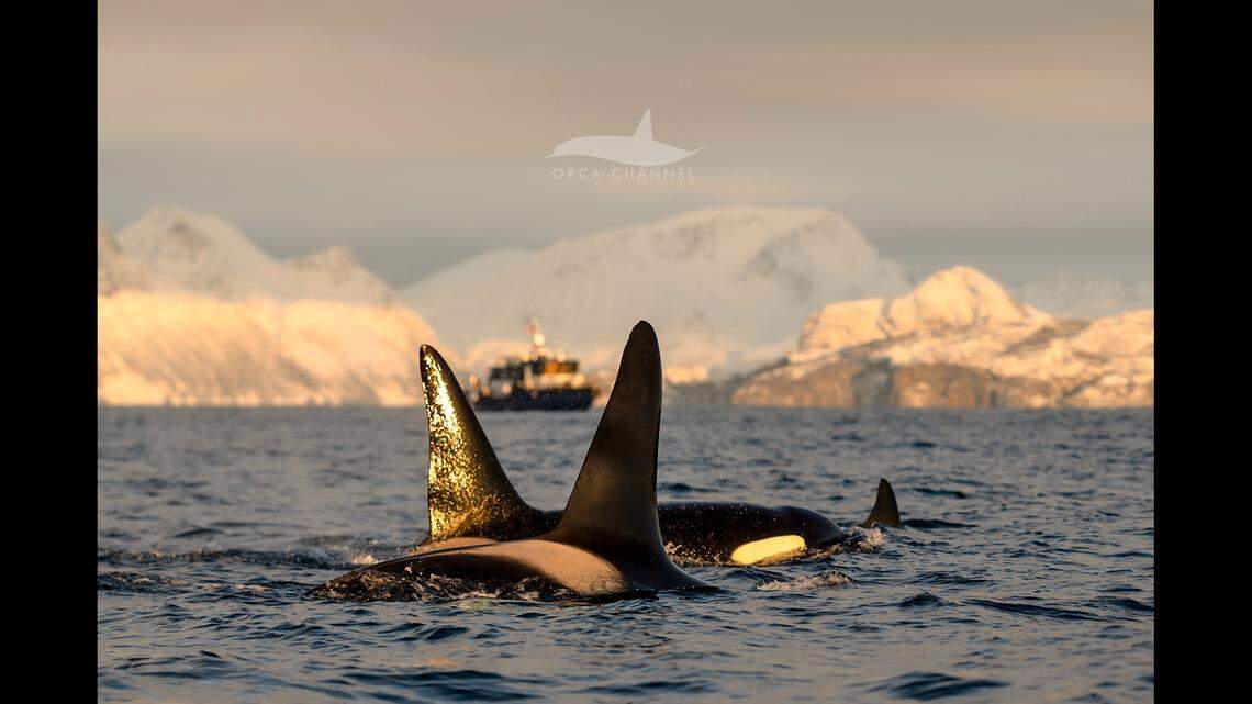 The boaters saw several families of orcas swimming and feeding.