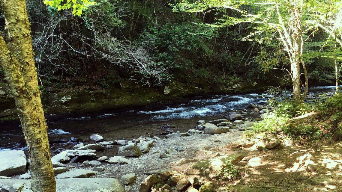 Toad bugs can be found along the shorelines of streams and rivers in 40 states and three Canadian provinces, according to researchers.