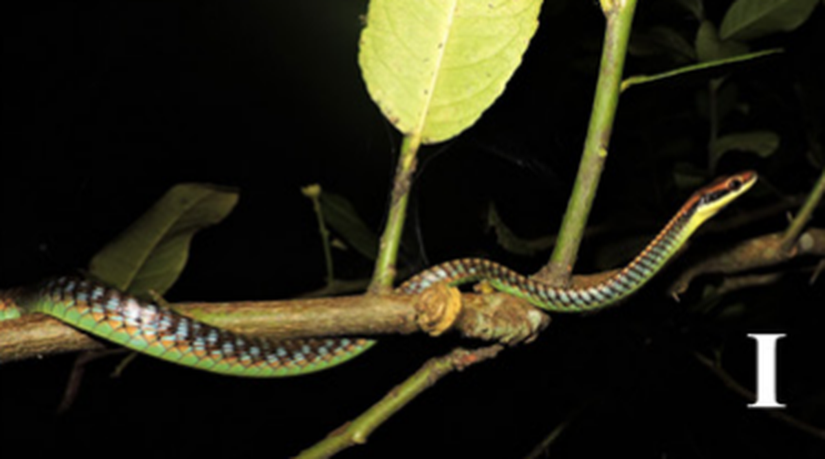 The tree snakes prefer to sleep on branches over streams.