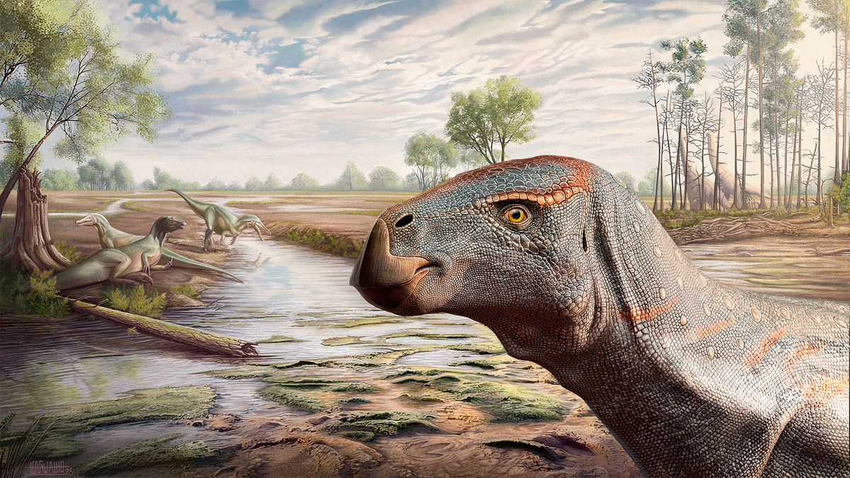 The skull allowed researchers to reconstruct the internal anatomy of the new species.