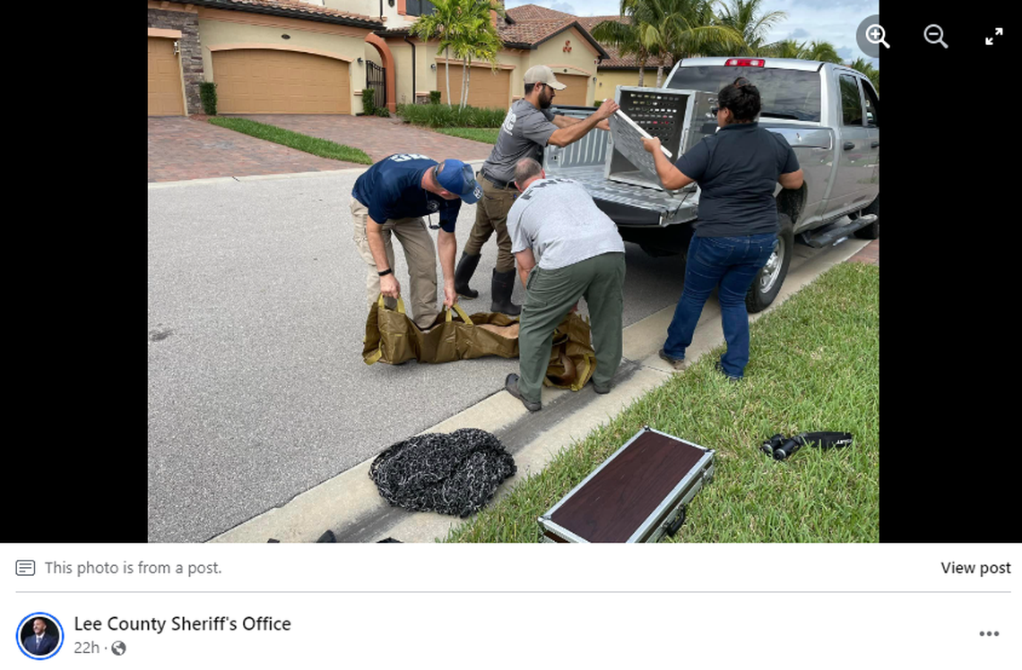 The 61-pound female cat was safely removed from the bush by wildlife officials to be relocated.