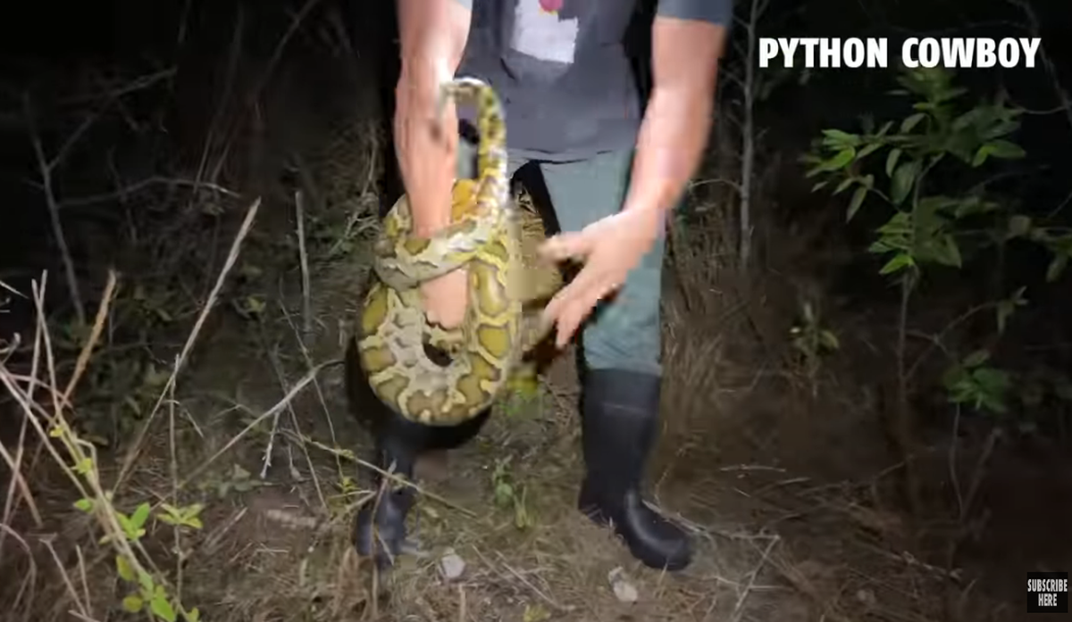 It took two men to pull the python off the hunter’s arm as it continued to tighten its grip.