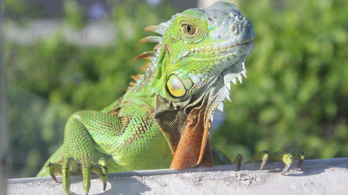 An iguana wearing a bandanna attacked a man in Miami because 2020 isn’t weird enough