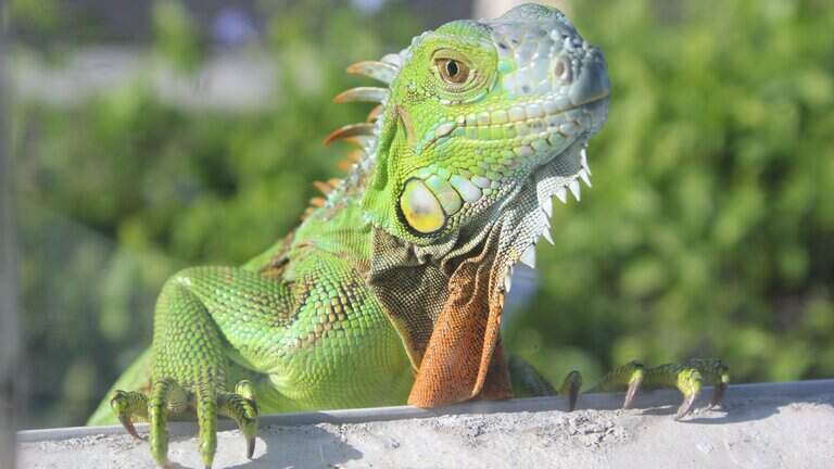 Pet iguanas are about to be banned in Florida. But there is a way to make yours legal