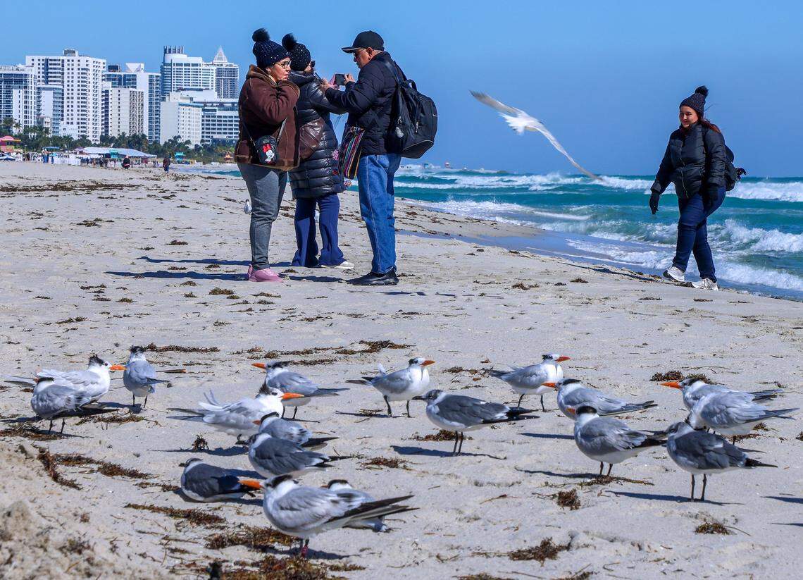 People visit the beach in heavy coats as a cold snap descends on S. Florida during their visit to Miami Beach’s Art Deco District.Temperatures in South Florida dipped overnight as the polar vortex brought an Arctic blast and cold air. With a high of 56 degrees, residents and visitors swapped shorts, bikinis, and activewear for hoodies, sweaters, and jackets on Sunday, February 1, 2026, in Miami Beach, Florida.