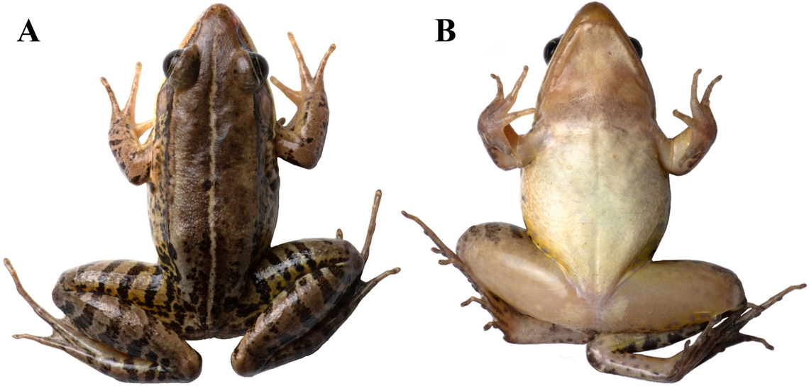 The frogs have a “pale cream” stripe in the center of their body, scientists said.