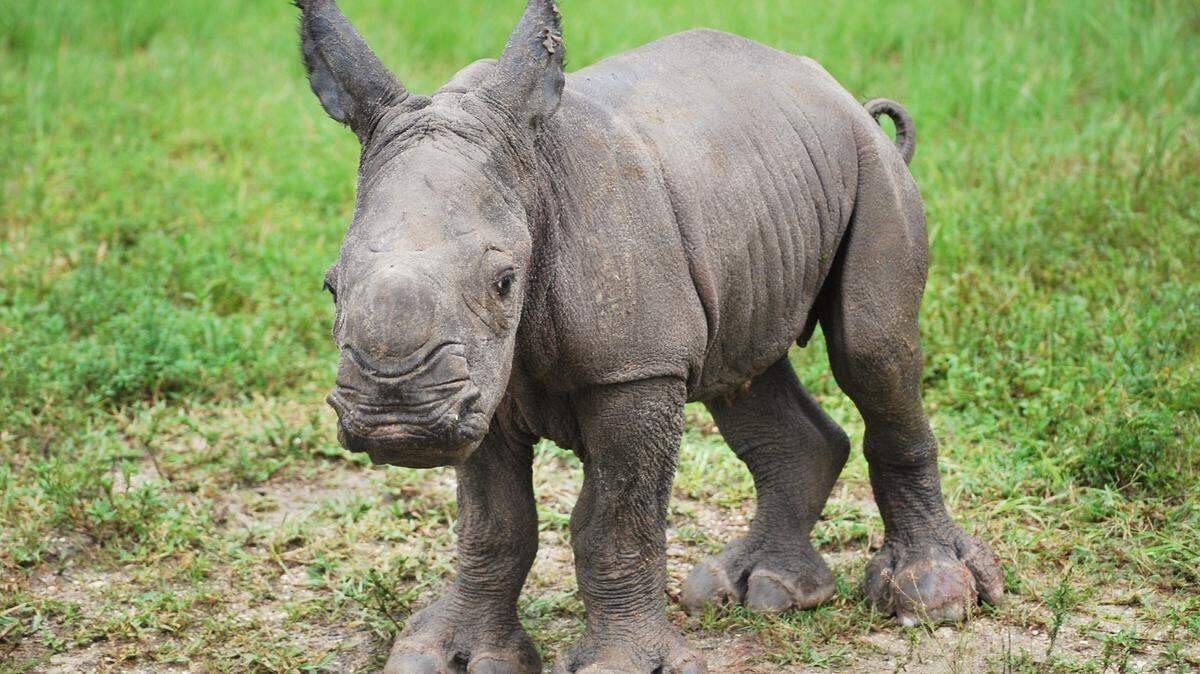 Baby white rhino Aziza stands in the maternity section of Lion Country Safari. Aziza was born Sept. 22 on World Rhino Day.