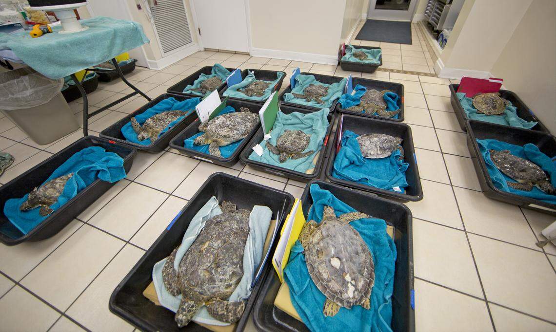 Juvenile green sea turtles await initial examination Monday, March 11, 2019, at the Florida Keys-based Turtle Hospital in Marathon. The reptiles are among 22 green sea turtles that arrived in the Florida Keys Monday evening from Central Florida-based facilities.