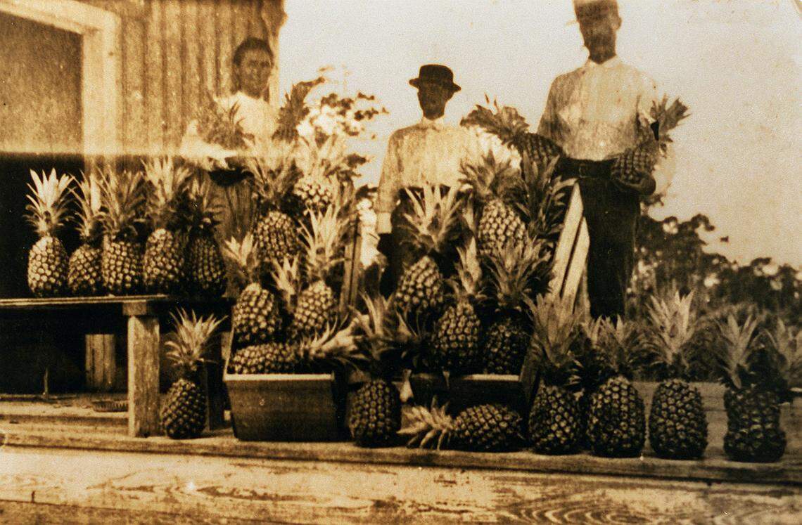 Harvest of pineapples in Lemon City.