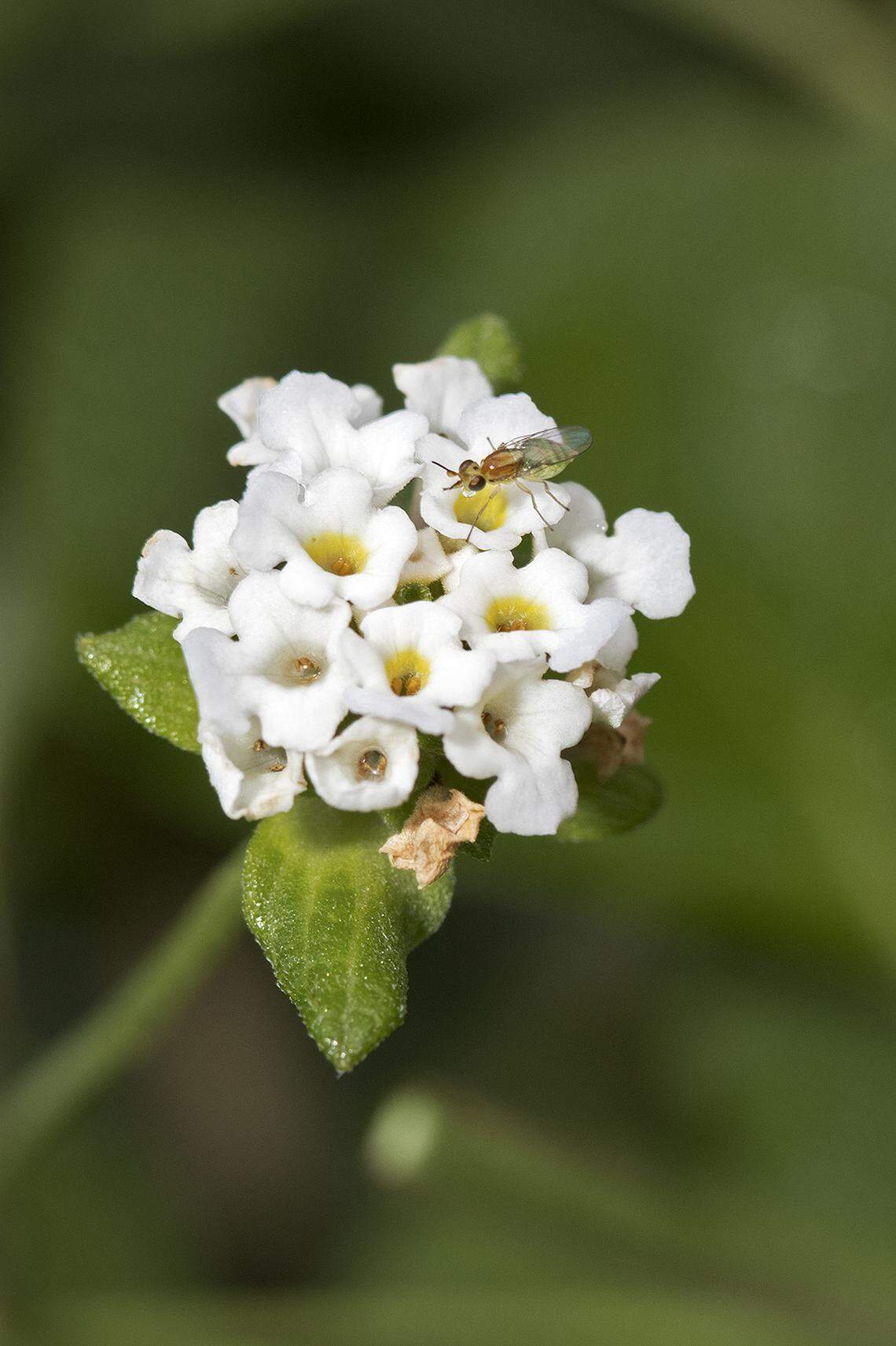 Lantana involucrata, button sage.