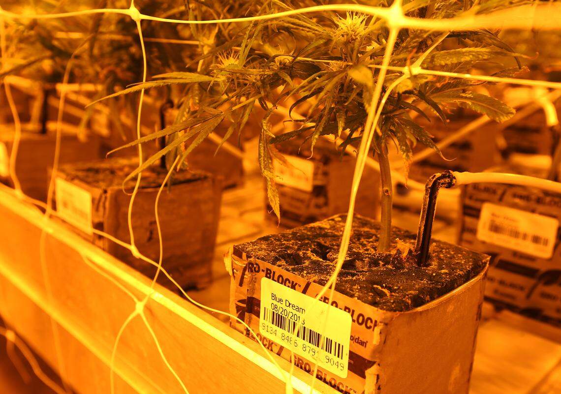 Young marijuana plants named, “Blue Dream,” grow under artificial light in one of the many grow rooms at th Curaleaf’s Homestead Cultivation Facility.
