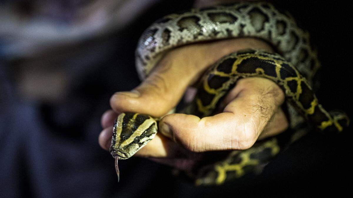 TOPSHOT - A professional python hunter, hired by the Florida Fish and Wildlife Conservation Commission (FWC) Enrique Galan catches a Burmese python, in Everglades National Park, Florida on August 11, 2022. Enrique Galan may freeze with fear every time he spots a yellow grasshopper, but that doesn't stop him from regularly disappearing into the Everglades to hunt down Burmese pythons, an invasive species that has been damaging Florida's wetland ecosystem for decades. When not working at his job staging cultural events in Miami, the 34-year-old spends his time tracking down the nocturnal reptiles from Southeast Asia. (Photo by CHANDAN KHANNA / AFP) (Photo by CHANDAN KHANNA/AFP via Getty Images)