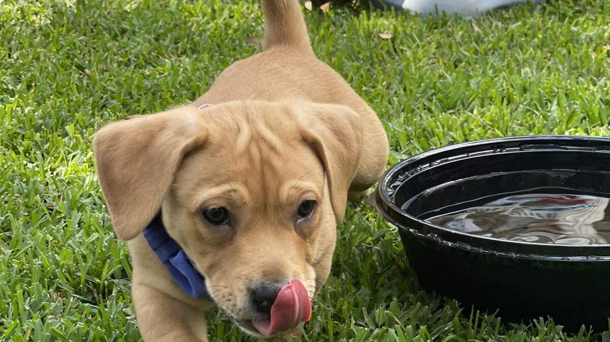 Romeo, a Catahoula Leopard puppy, romps on the lawn of the Florida governor’s mansion on Tuesday, April 4, 2023.