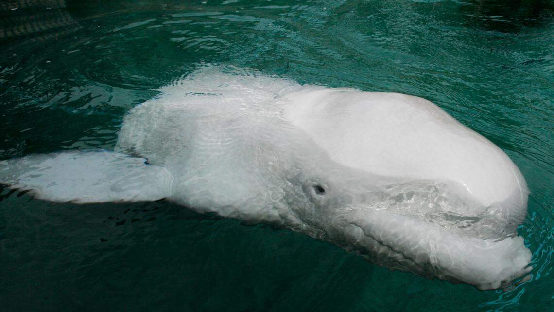 In this stock photo, Qannik, a 6-year-old beluga whale, swims in a tank at his new home at the Point Defiance Zoo & Aquarium in Tacoma, Wash., Monday, June 11, 2007.
