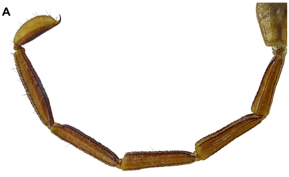 The stinger, or telson, has the potential to be deadly.