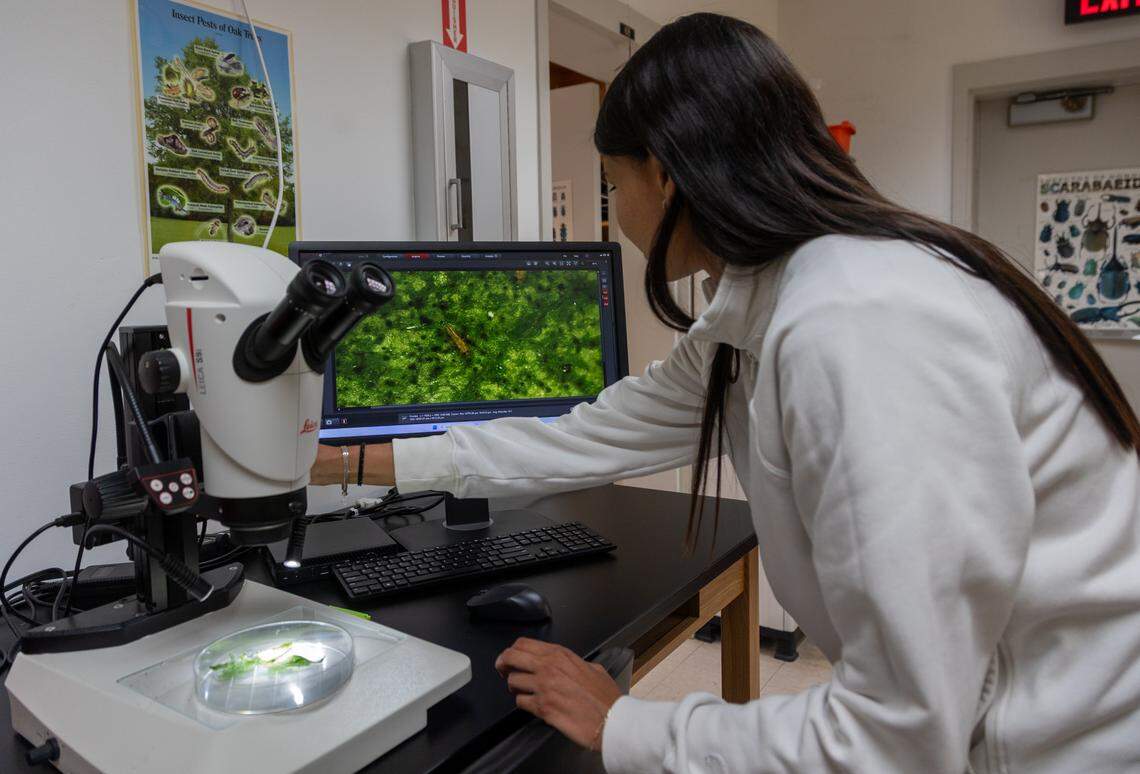 Isamar Reyes Arauz, a UF/IFAS research assistant, observes short-spined thrips under a microscope. The males are a smaller, yellow color, seen in computer screen.
