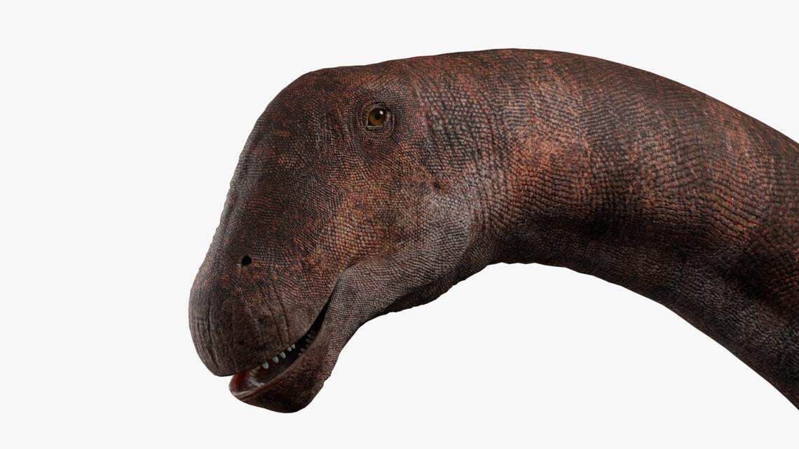 The “titan of the salt” was relatively small compared to other titanosaurs.