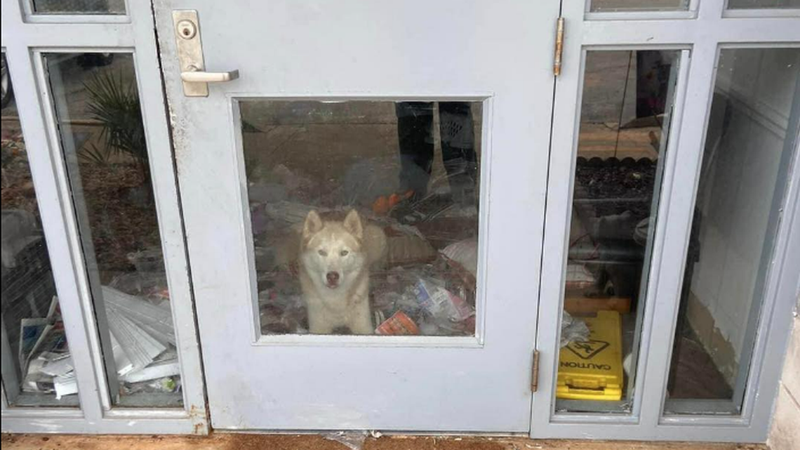 This is what staff at the Colbert County Animal Shelter in Tuscumbia, Alabama, saw when they arrived to unlock the doors on May 16.