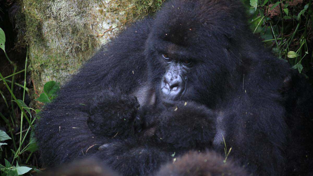 virunga national park gorilla twins birth