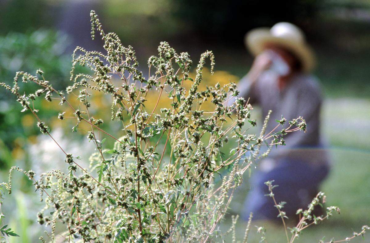 Weeds release pollen in the late summer and fall. 